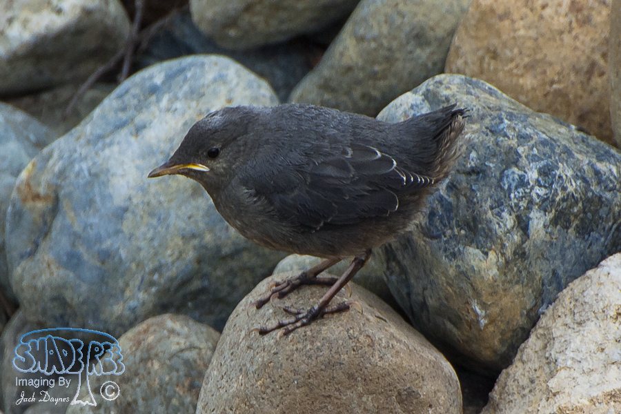 American Dipper - Cinclus mexicanus