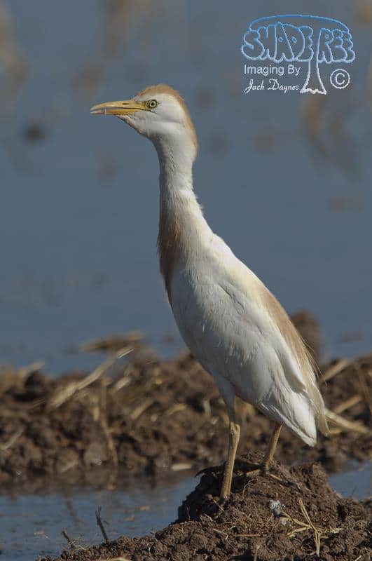 Cattle Egret - Bubulcus ibis