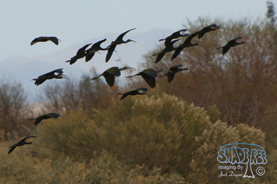 White-Faced Ibis - Plegadis chihi