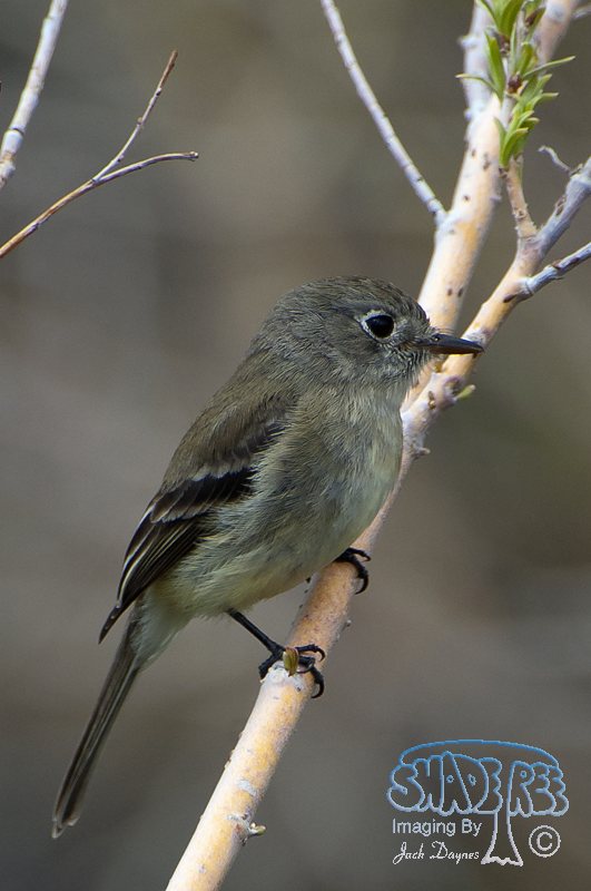 Hammond's Flycatcher - Empidonax hammondii