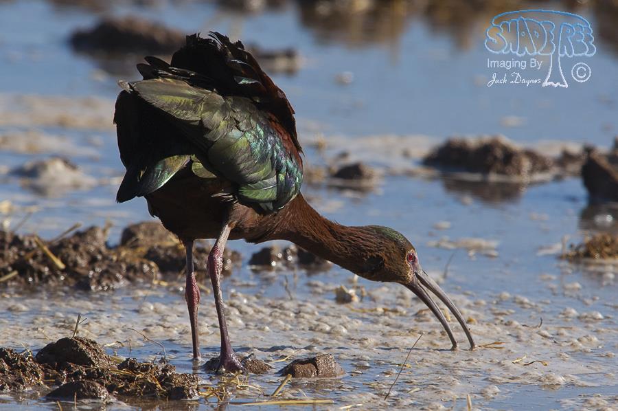 White-faced Ibis - Plegadis chihi