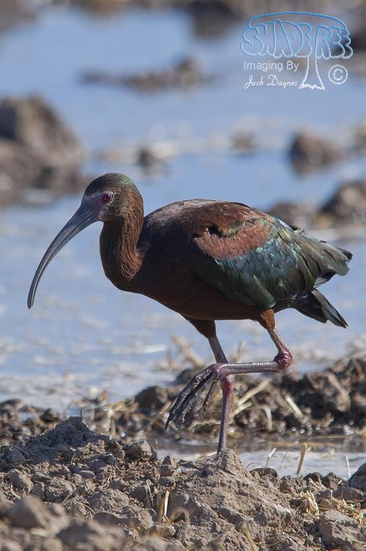 White-faced Ibis - Plegadis chihi