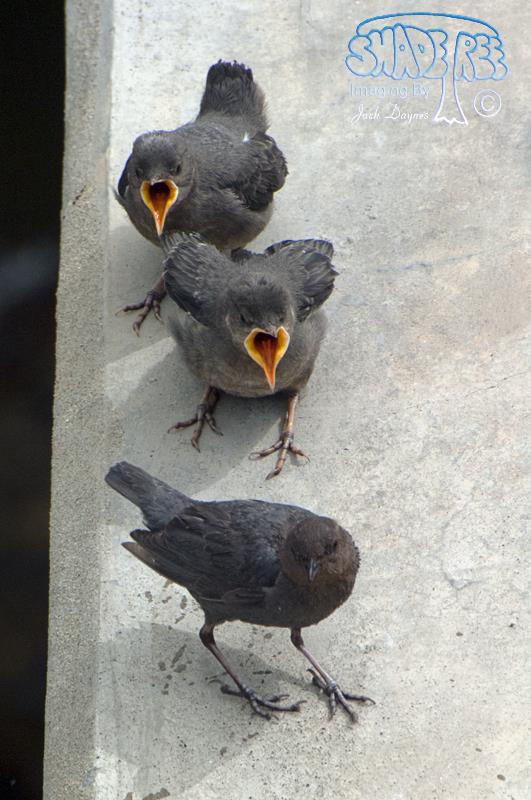 American Dipper - Cinclus mexicanus