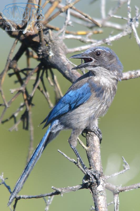 California Scrub-Jay - Aphelocoma californica