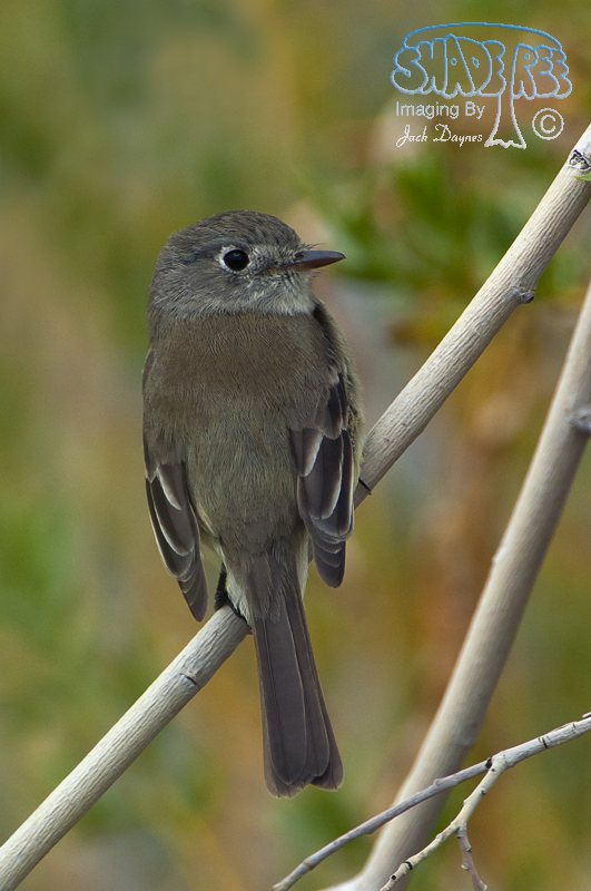 Hammond's Flycatcher - Empidonax hammondii