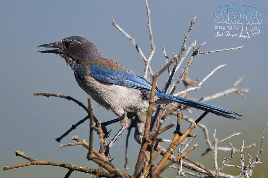 Western Scrub-Jay - Aphelocoma californica