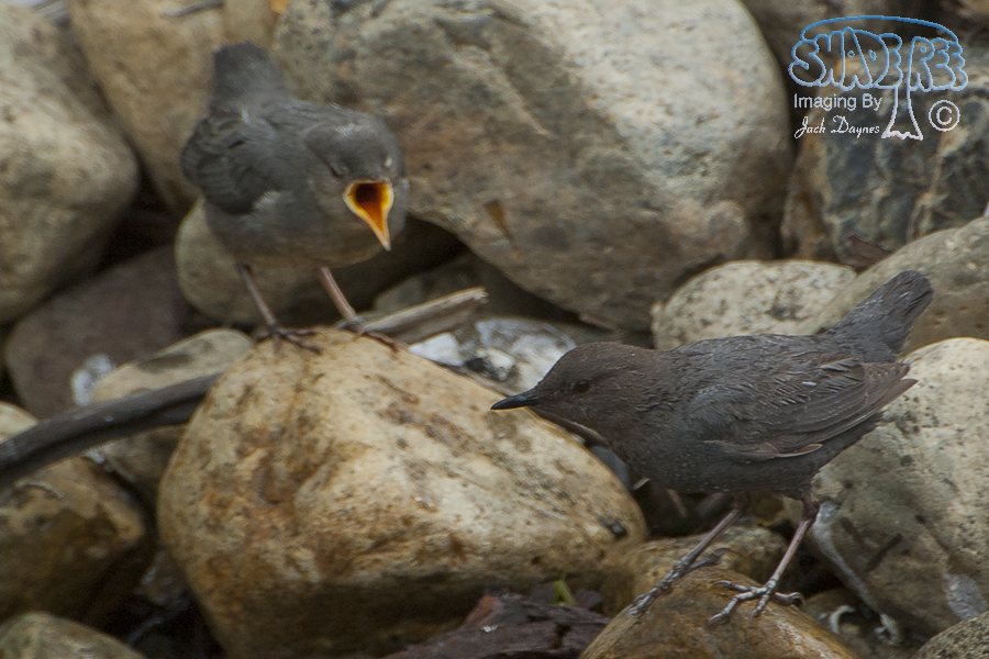 American Dipper - Cinclus mexicanus