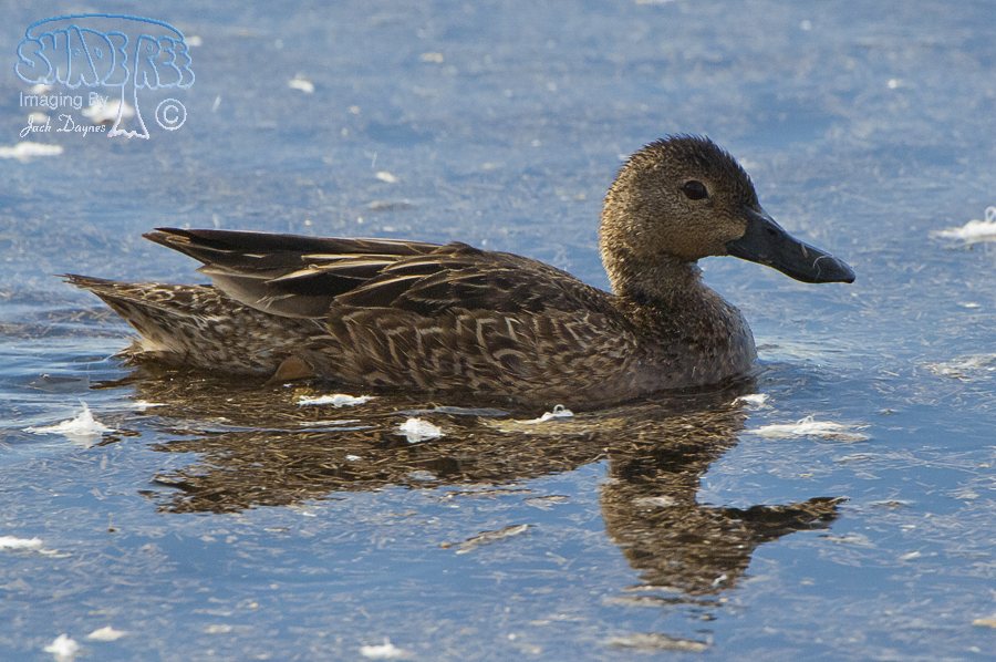 Cinnamon Teal - Spatula cyanoptera