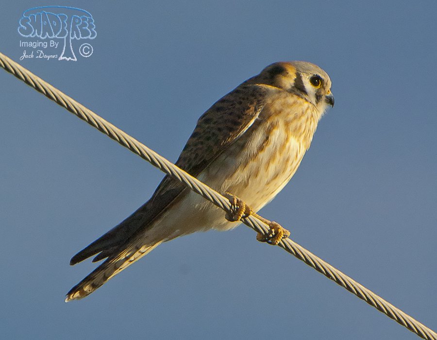 American Kestrel - Falco sparverius