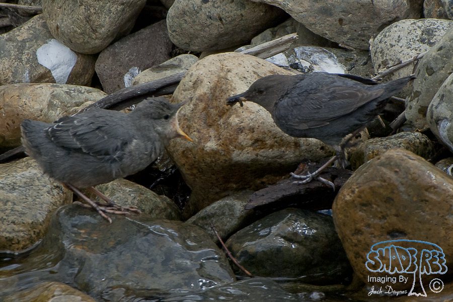 American Dipper - Cinclus mexicanus