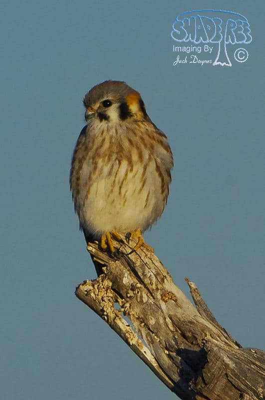 American Kestrel - Falco sparverius