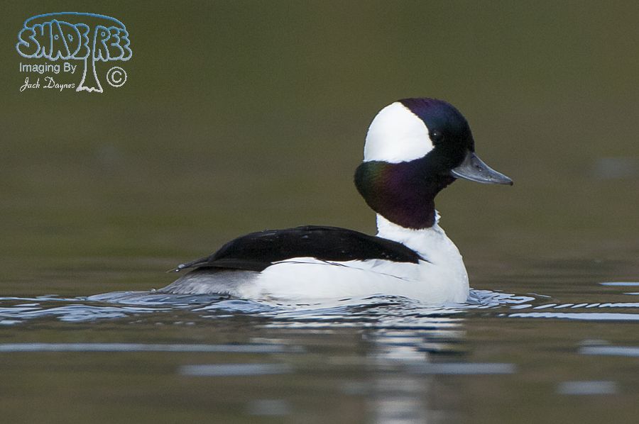 Bufflehead - Bucephala albeola