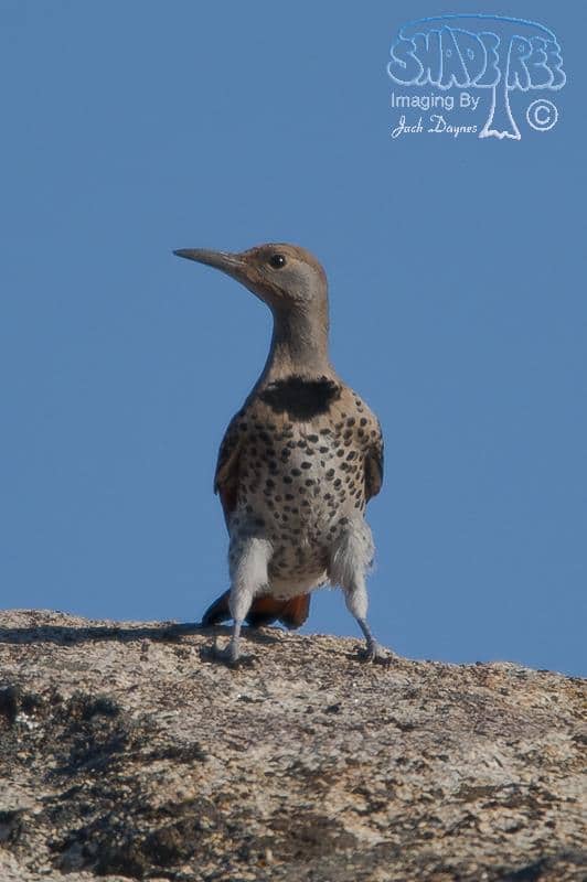 Northern Flicker - Colaptes auratus