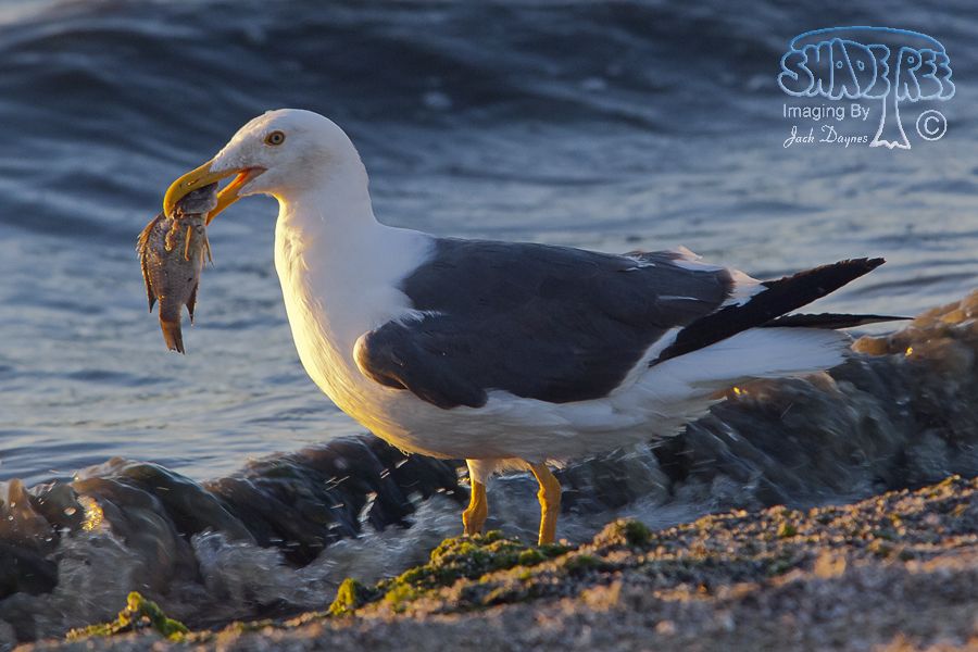 Yellow-Footed Gull - Larus livens
