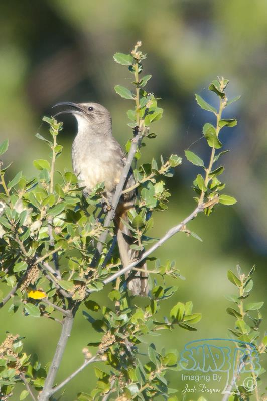 California Thrasher - Toxostoma redivivum