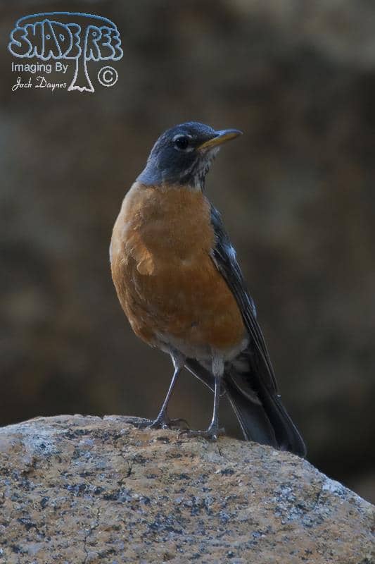 American Robin - Turdus migratorius