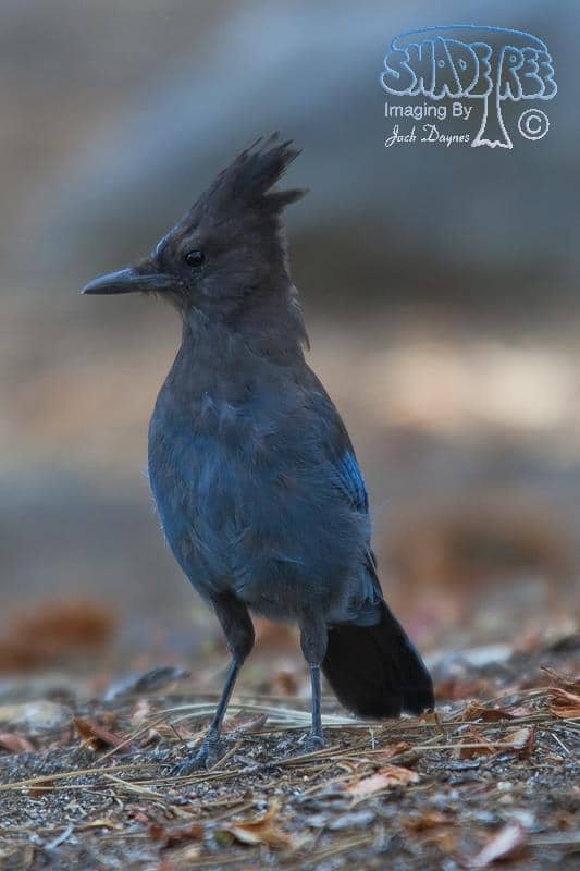 Steller's Jay - Cyanocitta stelleri