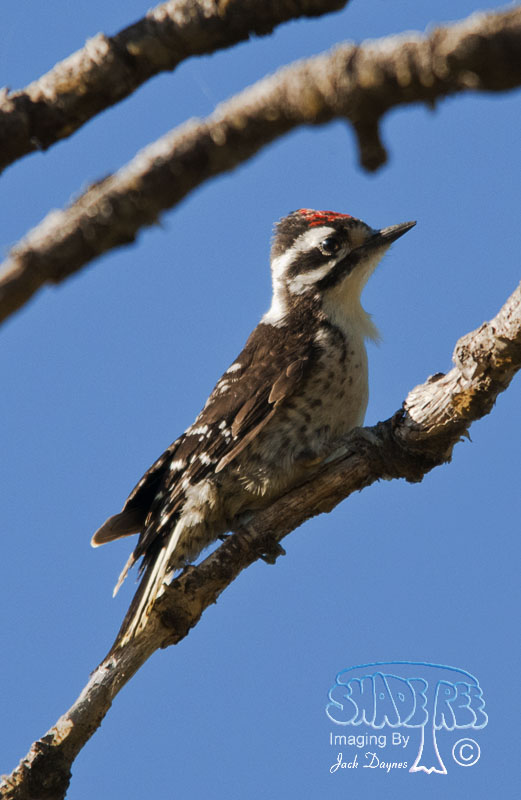 Nuttall's Woodpecker - Dryobates nuttallii