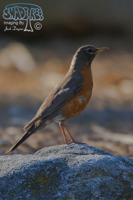 American Robin - Turdus migratorius