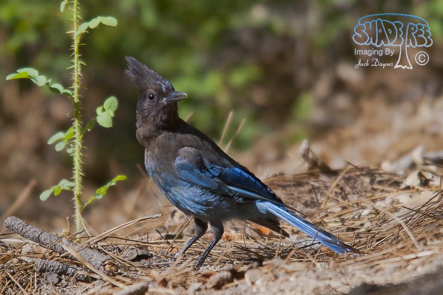Steller's Jay - Cyanocitta stelleri