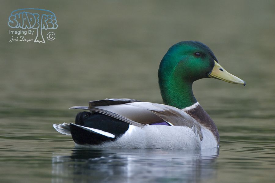 Mallard - Anas platyrhynchos