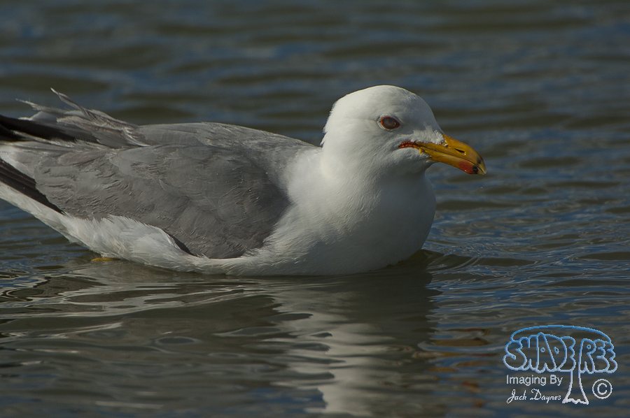California Gull - Larus californicus