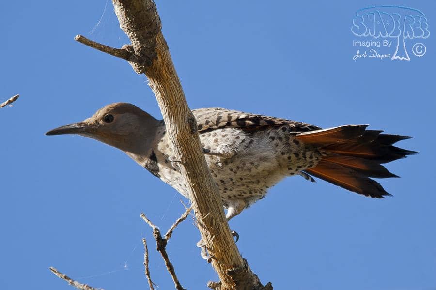Northern Flicker