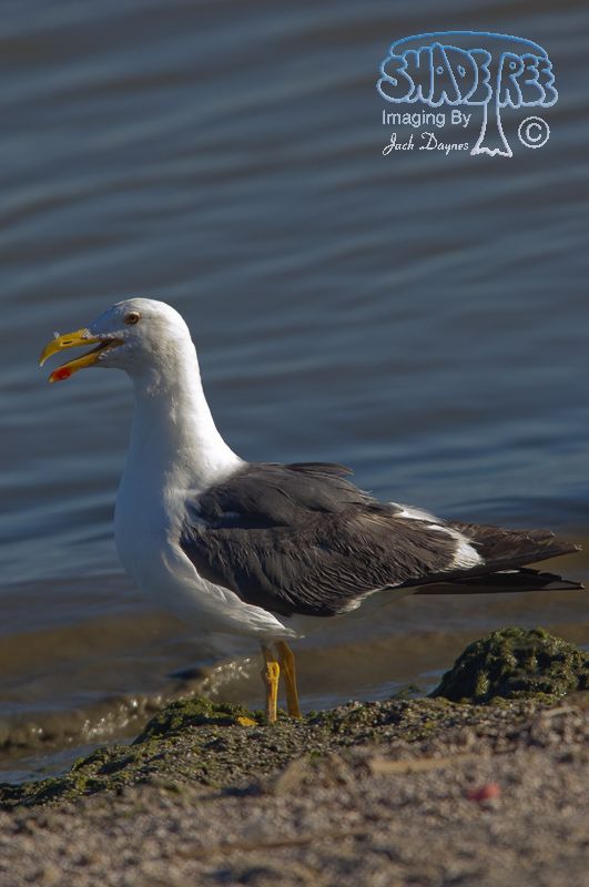 Yellow-Footed Gull - Larus livens