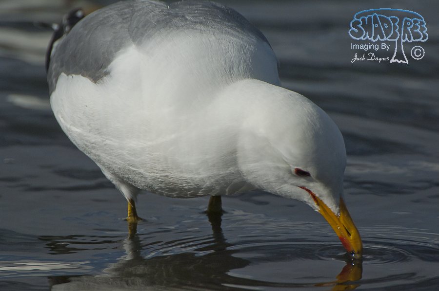 California Gull - Larus californicus