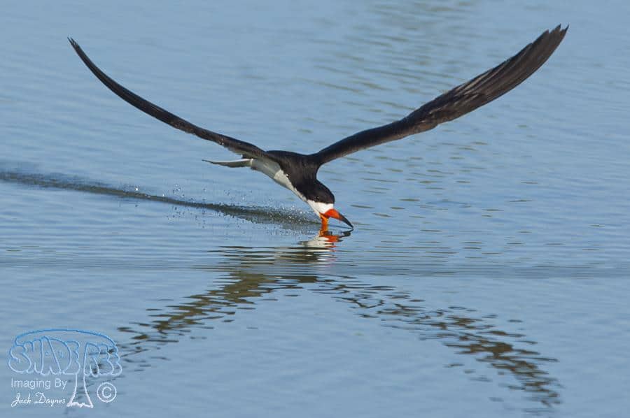 Black Skimmer - Rynchops niger