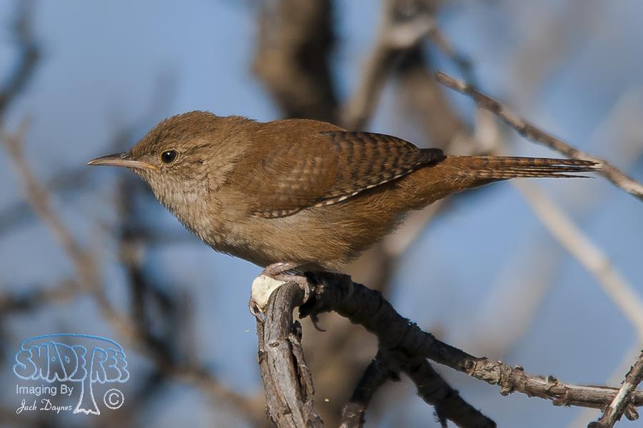 House Wren - Troglodytes aedon