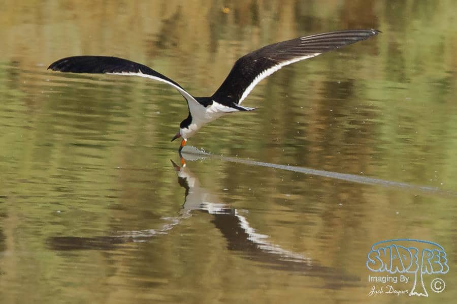 Black Skimmer - Rynchops niger