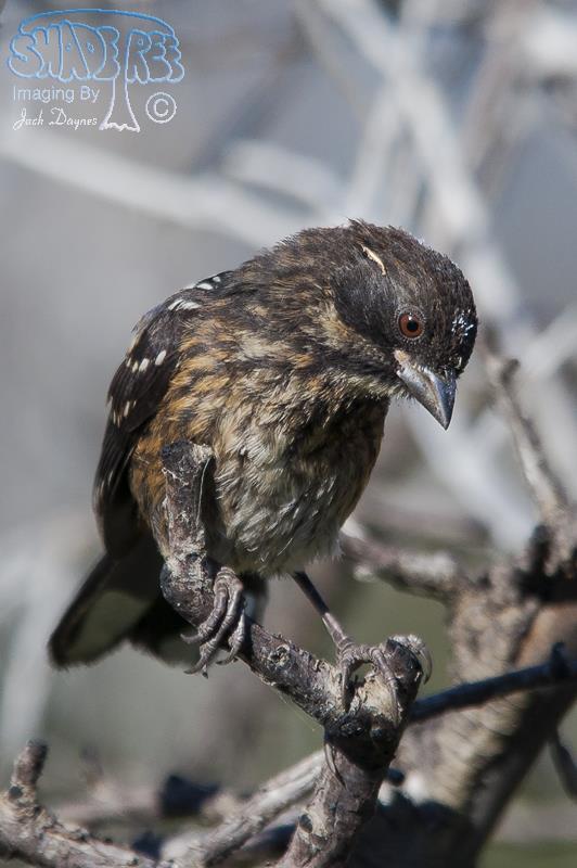 Spotted Towhee - Pipilo maculatus