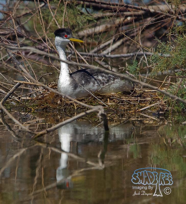 Western Grebe - Aechmophorus occidentalis