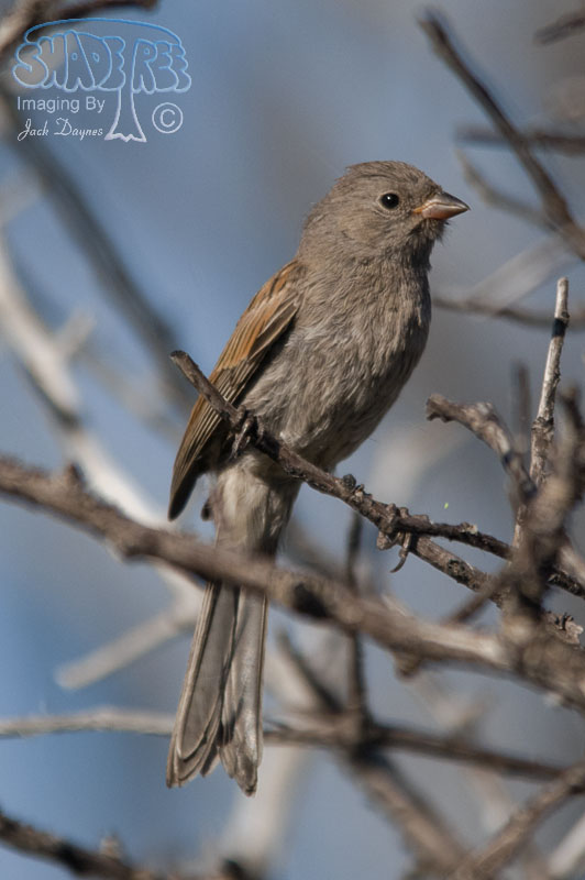 Black-Chinned Sparrow - Spizella atrogularis