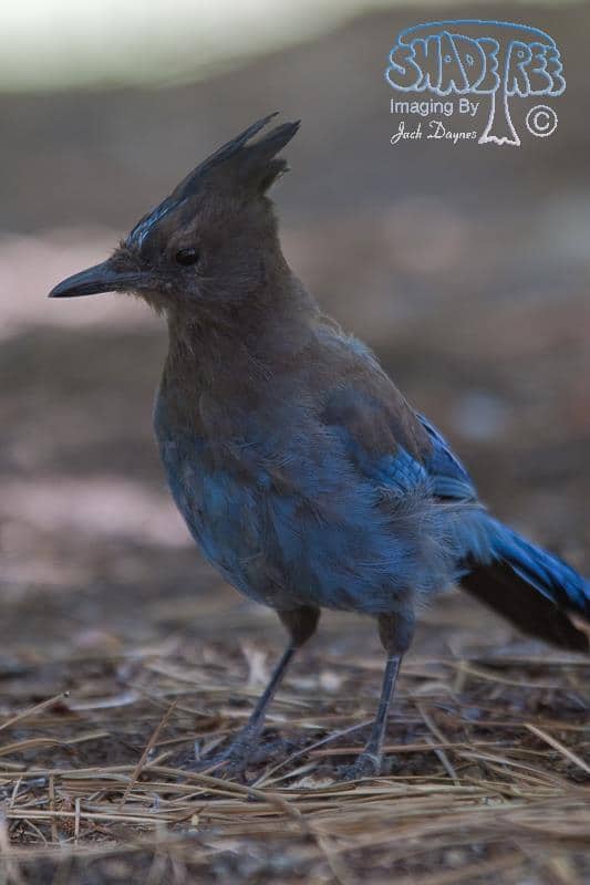 Steller's Jay - Cyanocitta stelleri