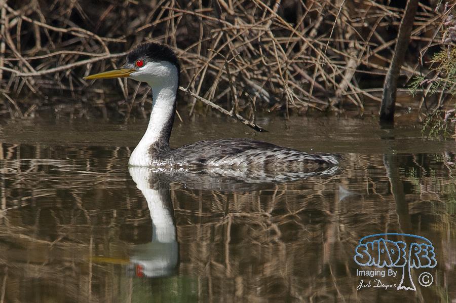 Western Grebe - Aechmophorus occidentalis
