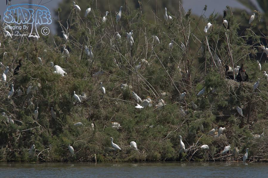 Cattle Egret - Bubulcus ibis