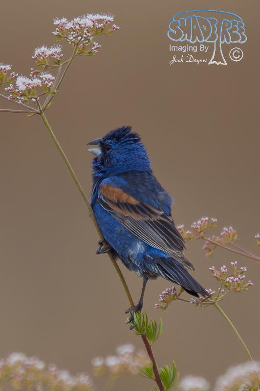 Blue Grosbeak - Passerina caerulea