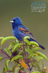 Blue Grosbeak (Bird Of The Day)
