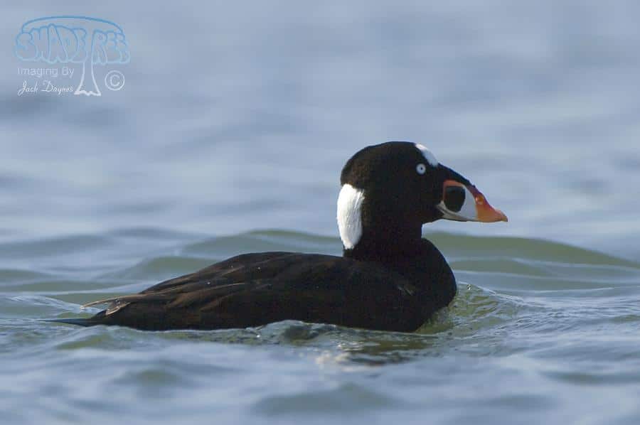 Surf Scoter - Melanitta perspicillata