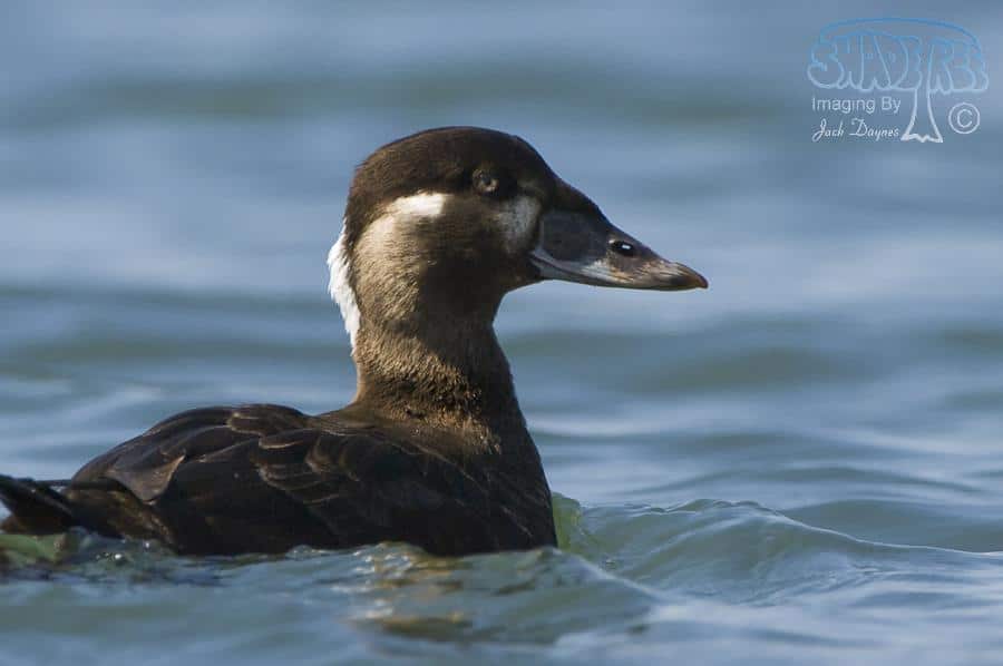 Surf Scoter - Melanitta perspicillata