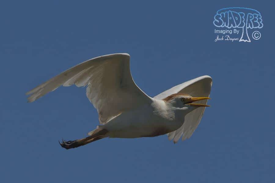 Cattle Egret - Bubulcus ibis