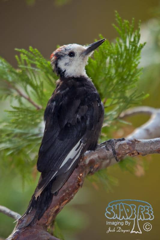 White-headed Woodpecker - Picoides albolarvatus