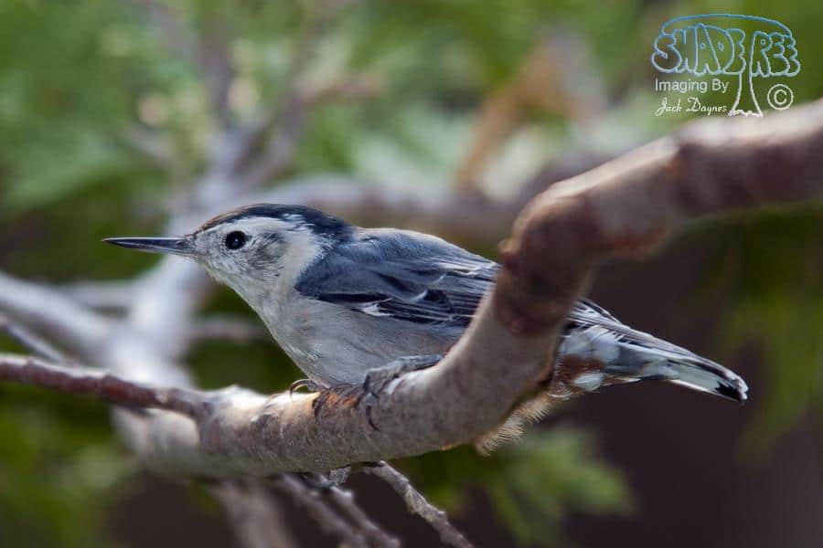 White-breasted Nuthatch - Sitta carolinensis