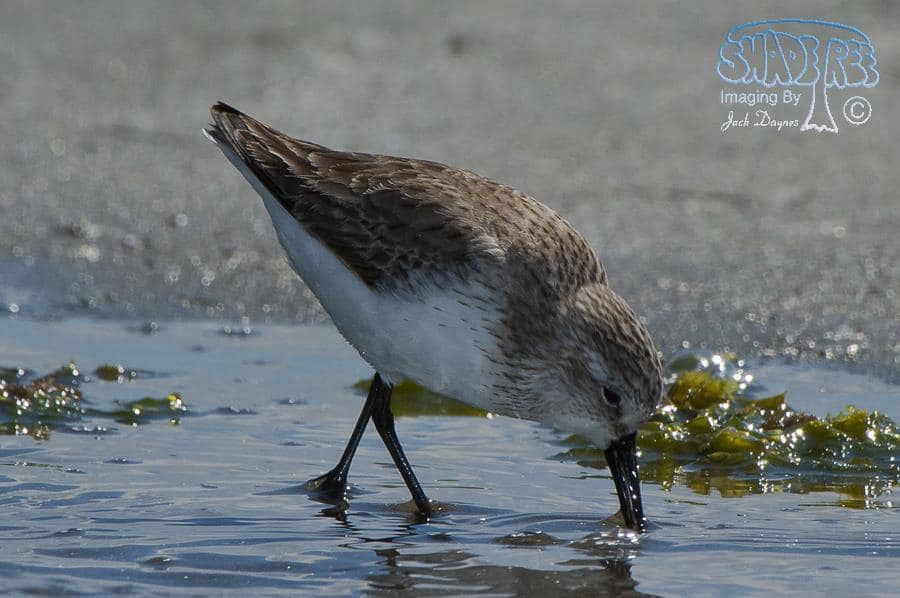 Western Sandpiper - Calidris mauri