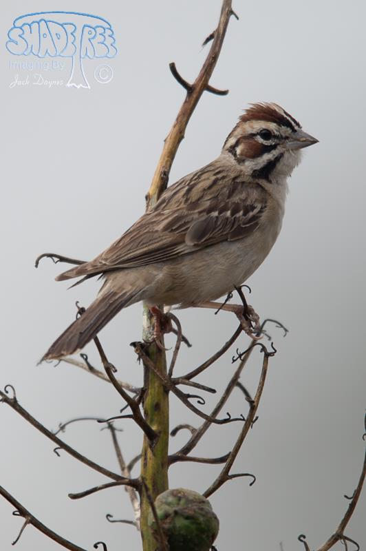 Lark Sparrow - Chondestes grammacus