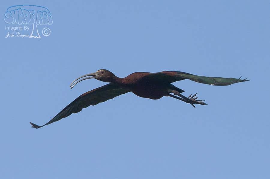 White-faced Ibis - Plegadis chihi