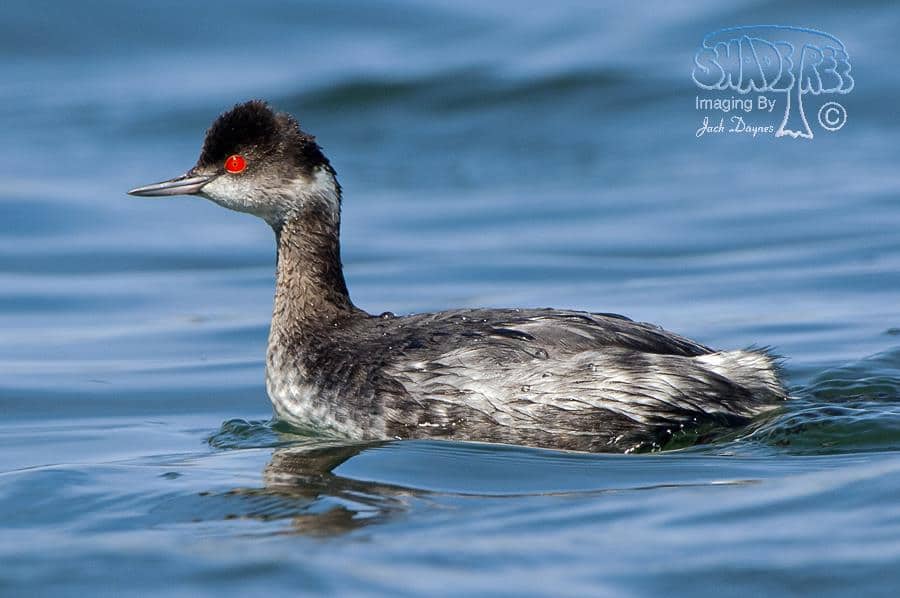Eared Grebe - Podiceps nigricollis