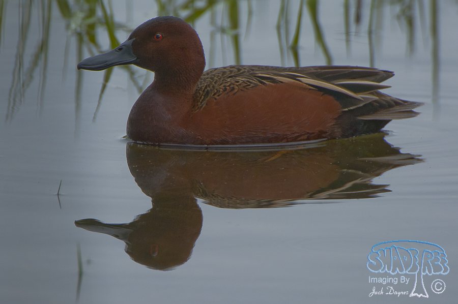 Cinnamon Teal - Spatula cyanoptera